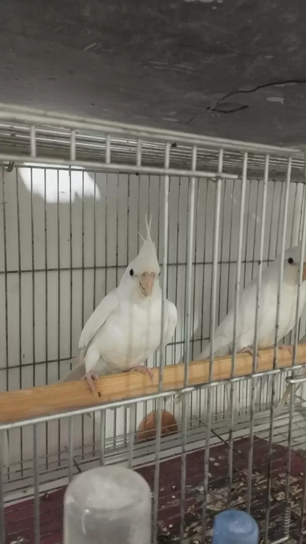 Bebek Sultan Papağanı