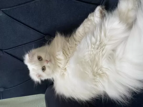 Pamuk Prenses Longhair Kedimiz