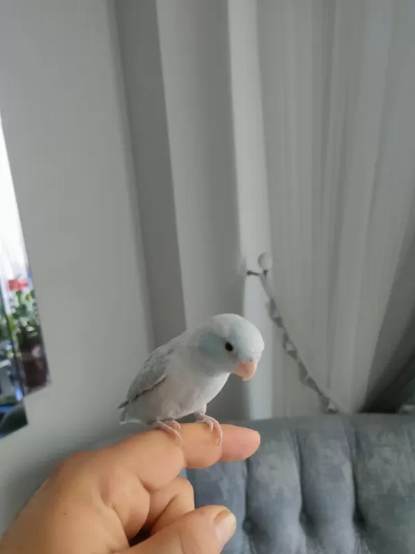 1 Yaşında Erkek Forpus Papağanı