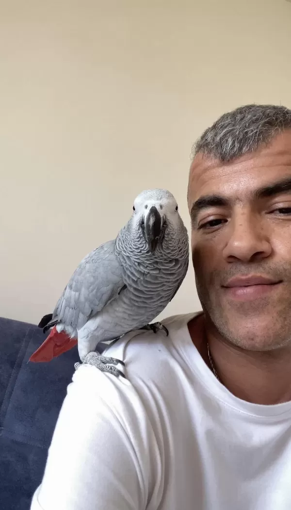 Full Evcil Jako Papağanı
