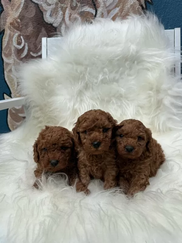 Denizlinin En Gözde Poodle Bebekleri