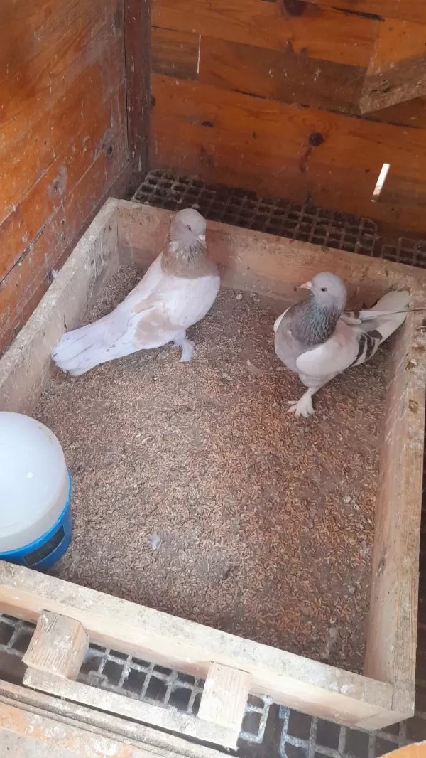 Limon Sari Erkek Güvercin 81 İle Gönderim Yapariz