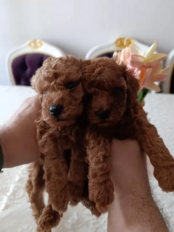 Safkan Red Brown Toy Poodle Yavrular Üst Kalite