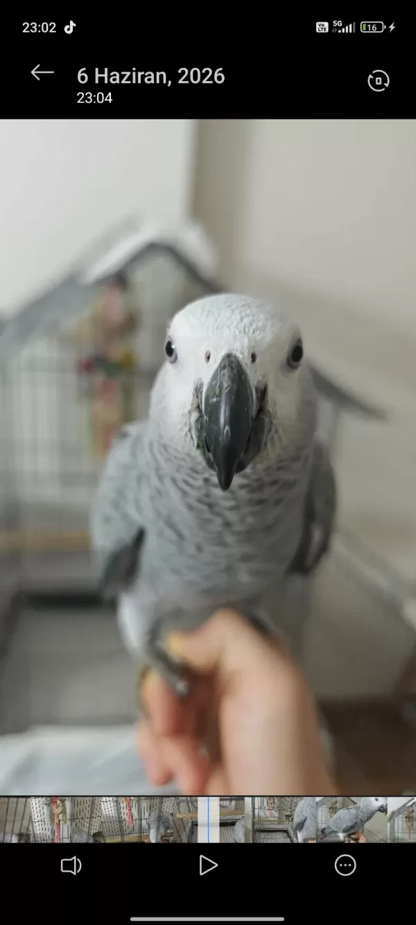 7 Aylik Jako Ele Alişkin El Besleme Papağan