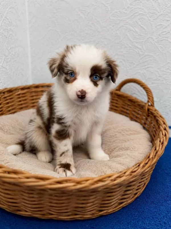 Zeka Küpü Border Collie Yavrulari