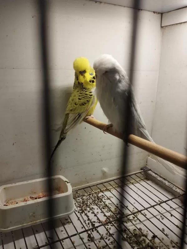 Jumbo Ve Jumbo Kırığı Muhabbet Kuşu Yavrular