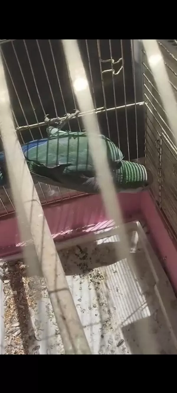 Erkek Konur 2023 Bilezikli