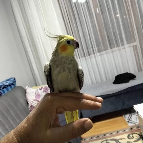 3 Aylık Sultan Yavrular