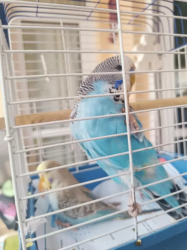 Konuşturmalik Aliştirmalik A Kalite Şov Jumbo Kuşlar