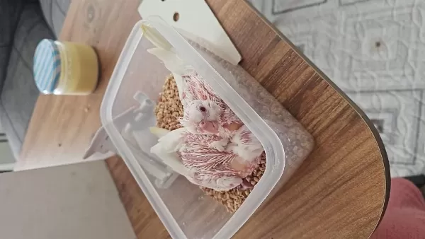 Albino El Besleme Sultan Papağanı
