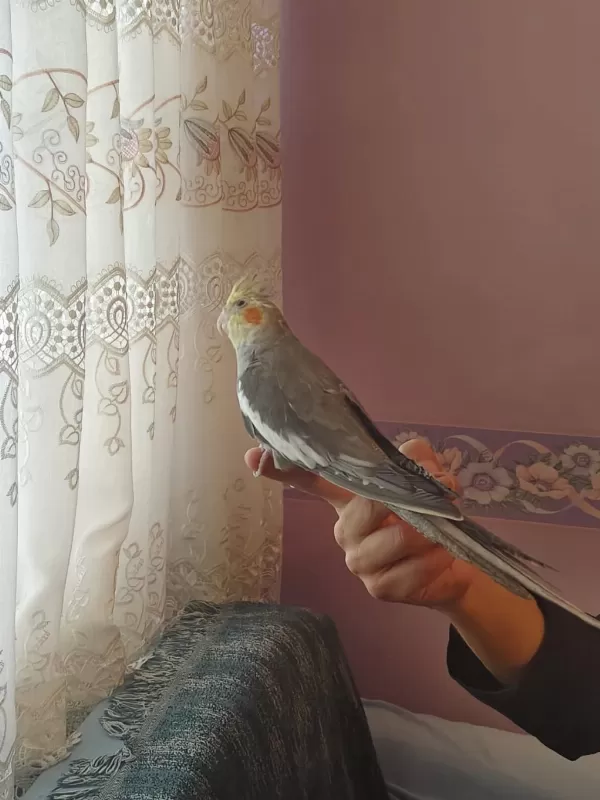 Konuşan Sultan Papağanlar Podyumda