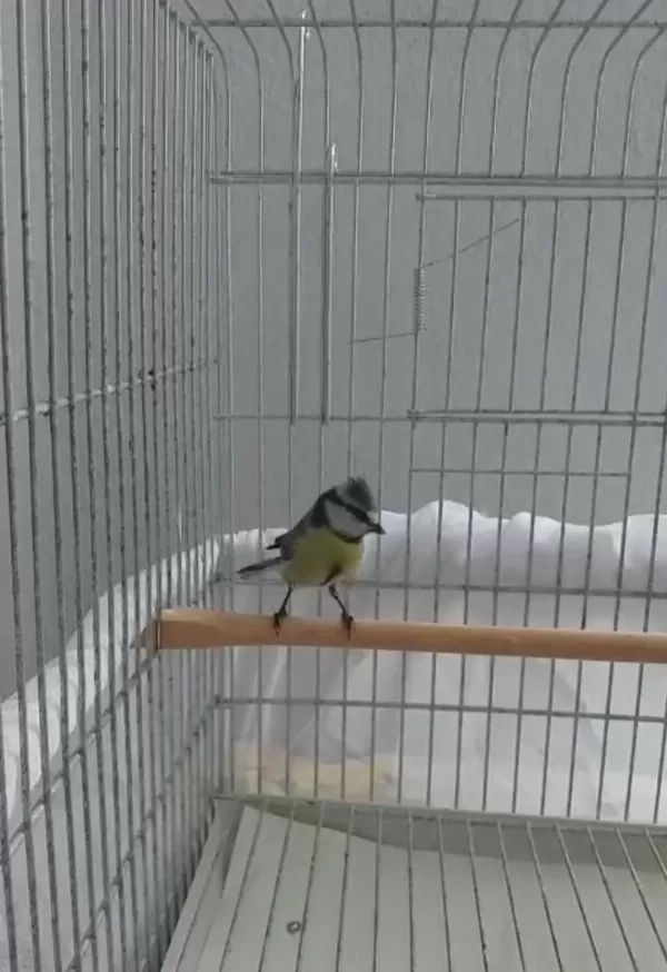 Mavi Baştankara Erkek Kuşumuz