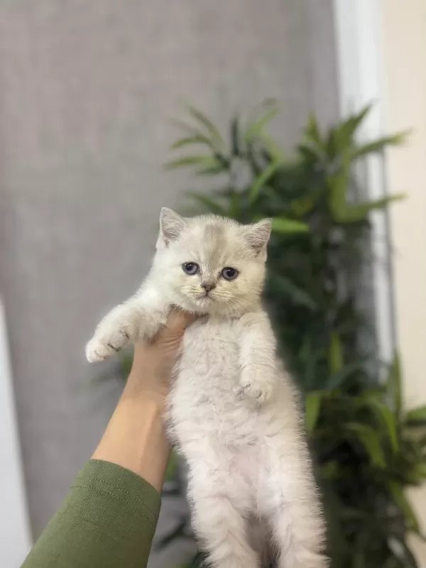 Ev Ortaminda Büyüyen British Shorthair Yavrular