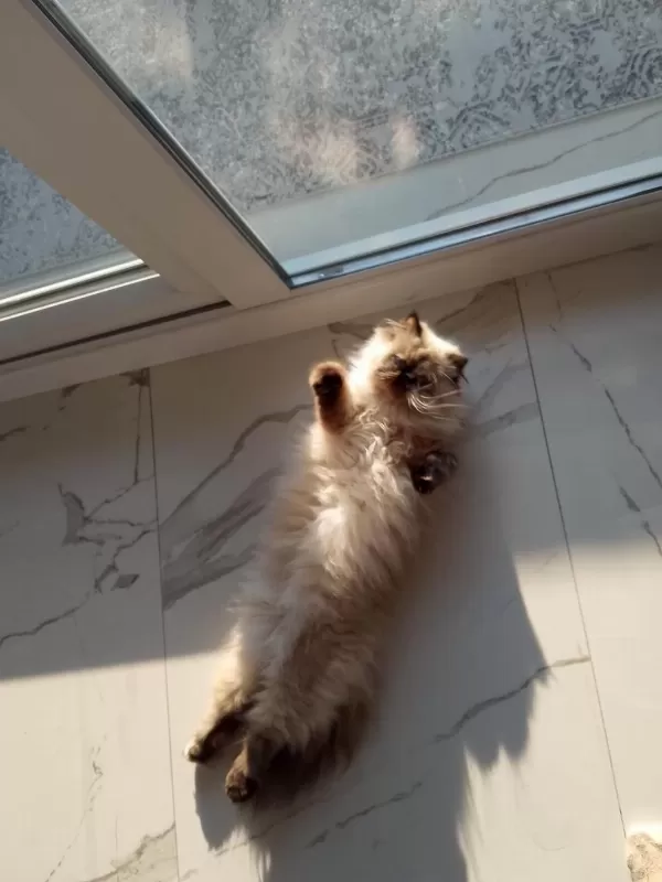 Prenses Mia Himalayan Kedimiz