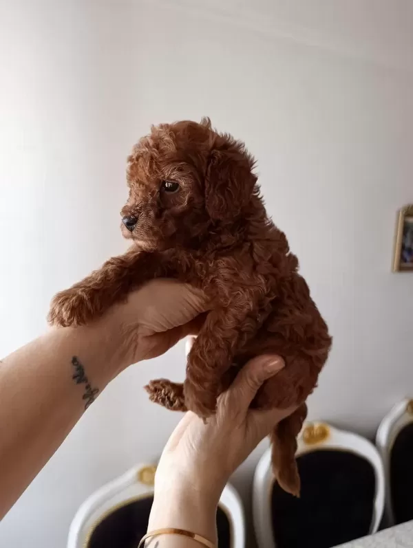 Safkan Red Brown Toy Poodle Yavrular Üst Kalite