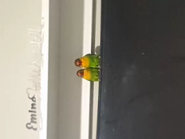 Çift Cennet Papağanı