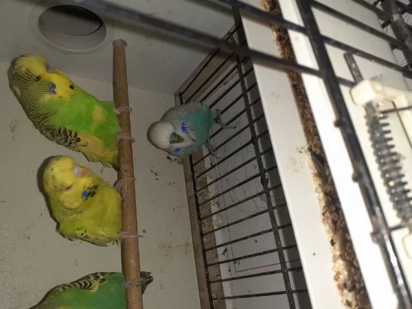 5 Adet Show Yavru Kuşlar 3 Erkek 2 Dişi