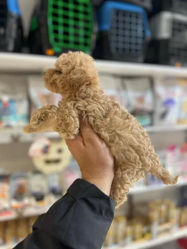 Efsane Güzellikte Hipoalerjenik Teacup Maltipoo