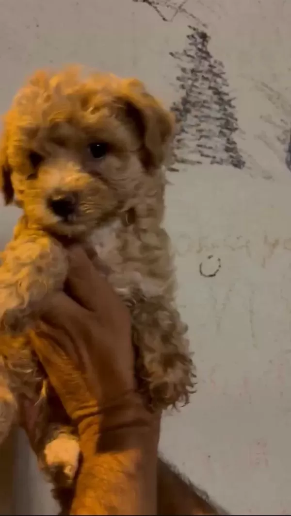 Safkan Maltipoo Yavrular İrk Sağlık Garantili