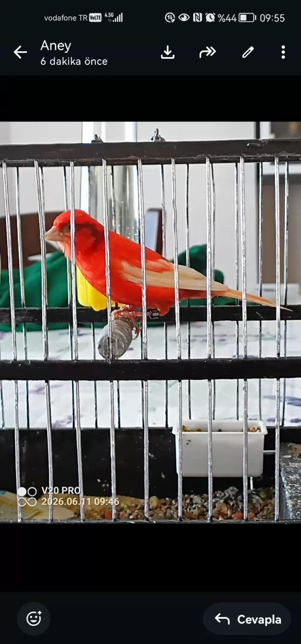 Erkek Bangir Bangir Oter Durumda Harleguin Kanarya