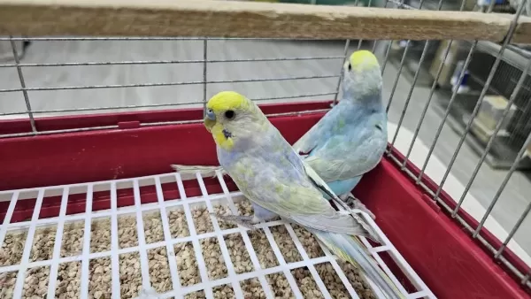 Rainbow Üst Vasif Muhabbet Takimlar Açiklamayi Okuyun