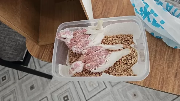Albino El Besleme Sultan Papağanı