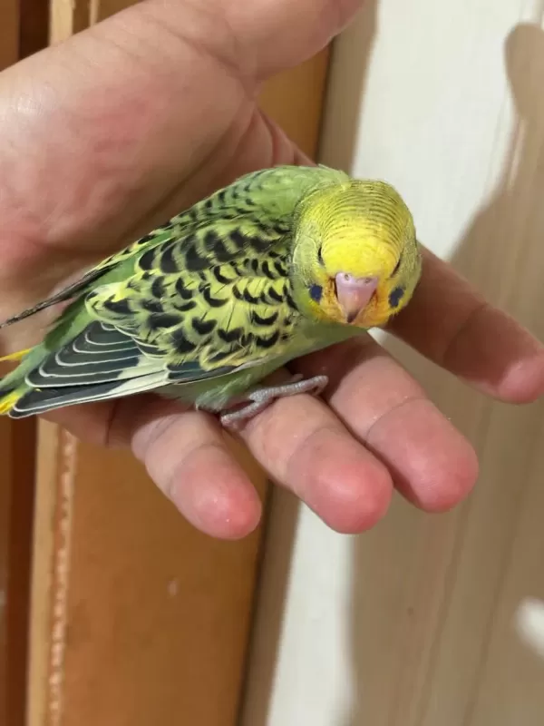 37 Günlük Konuşturmalik Bebek Muhabbet Kuşu