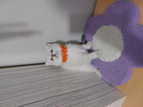 British Shorthair Prensesim Hazir