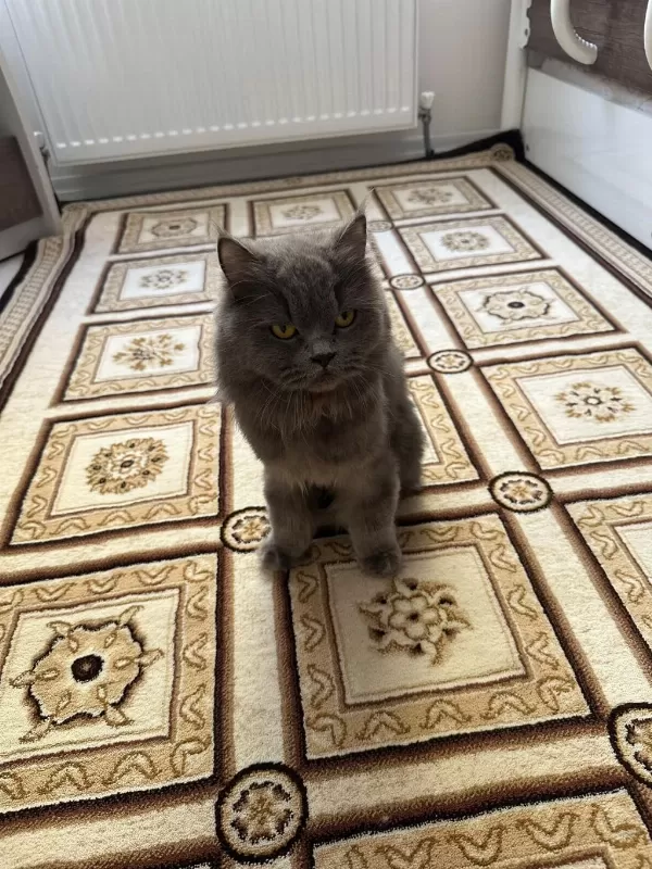 Yetişkin Kısır Dişi British Longhair