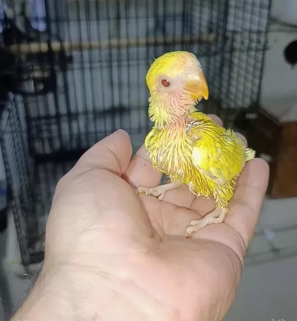 El Besleme Kırmızı Göz Mutasyon Sevda Papağanı