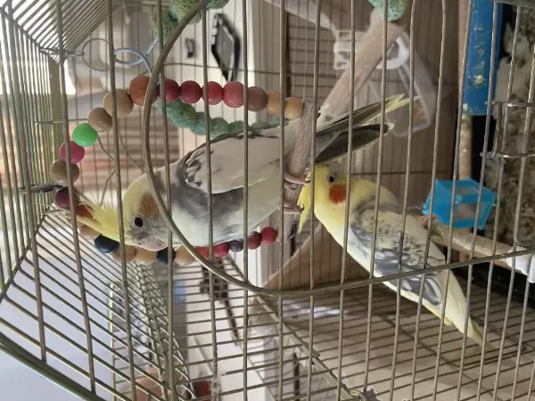 Dişi Erkek Çift Olarak Satılacak Sultan Papağanı