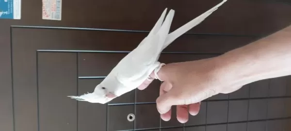 2 Aylık Sultan Papağanı