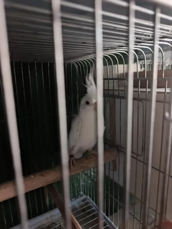Albino Lutino Sultan Yeni Eşleme