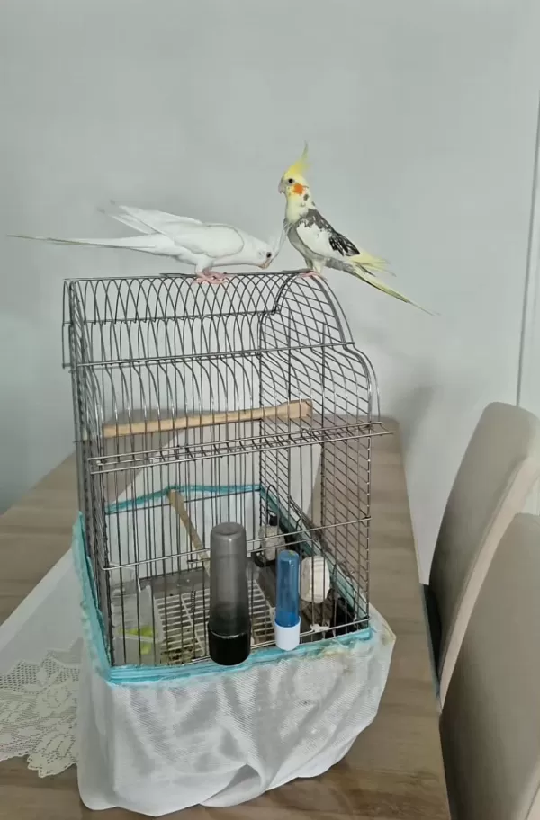 Full Evcil Sadık Çift Dost Sultan Papağanlar