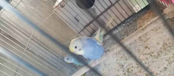 Yeni Yeme İnmiş Bebek Muhabbetler