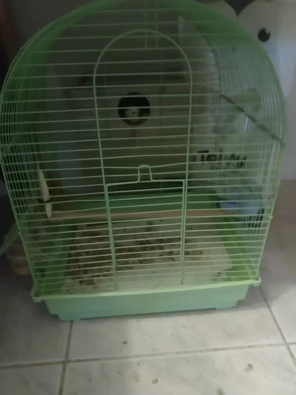 Takım Muhabbet Kuşu Yumurtlamaya Yakın