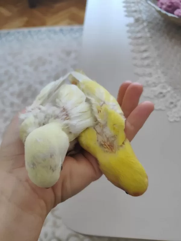 Yavru Sevda Papağanları