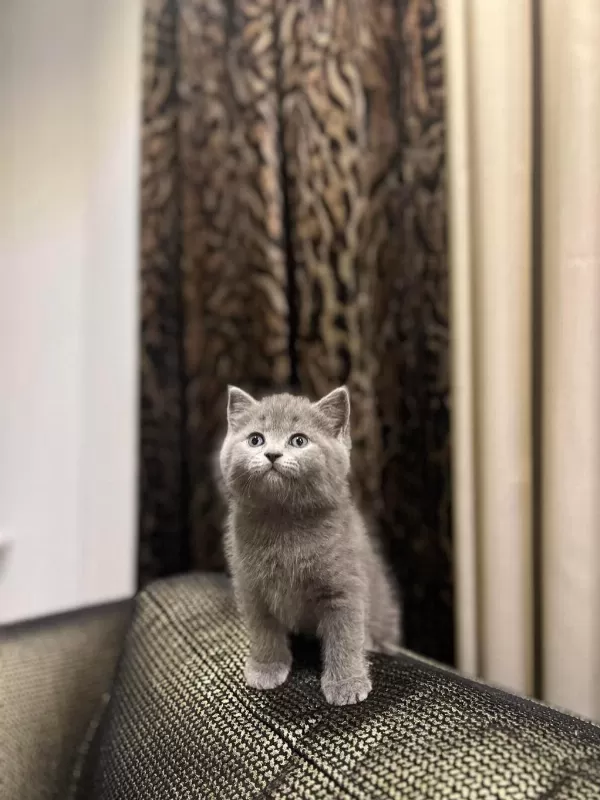 Eşsiz Güzellikte British Shorthair Yavrularim