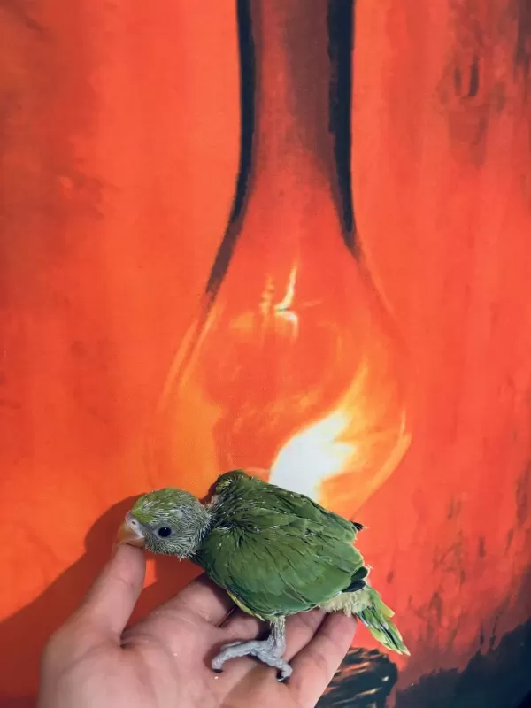 Bebek Pakistan Papağanı El Besleme