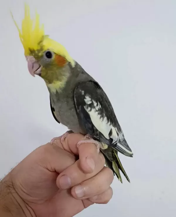Yeni Yeme Düşen Sultan Papağanı Yavrular