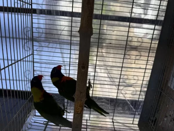 Sağlıklı Takım Lori Papağanı