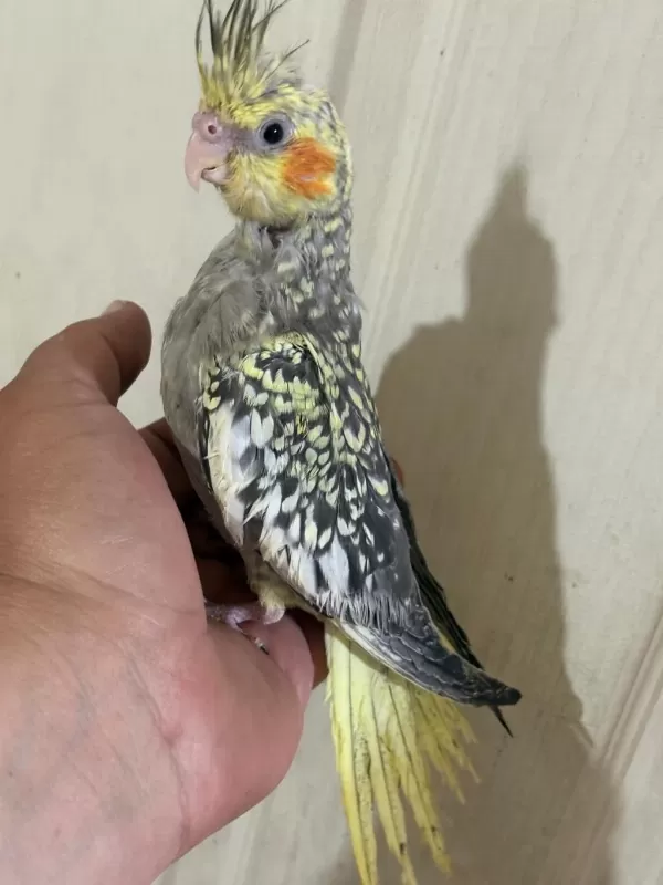 52 Günlük Ful Evcil Kusursuz Bebek Sultan