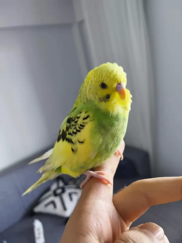 Dişi Jumbo Kırması Yavru Muhabbet Kuşu