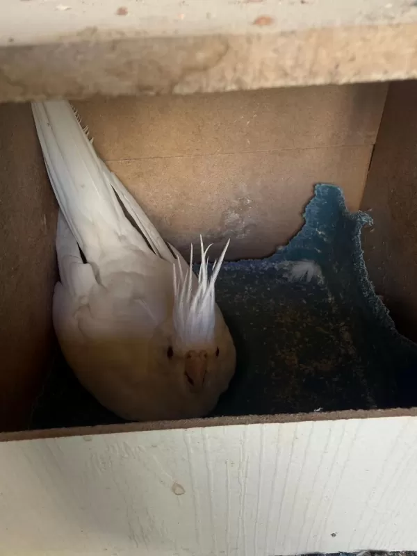 Albino Sultan Papağanı Takım