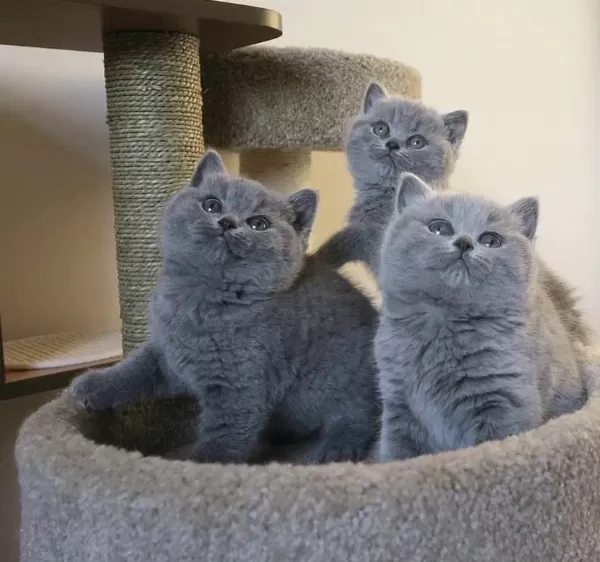 İrk Ve Sağlik Garantili British Shorthair Yavrular
