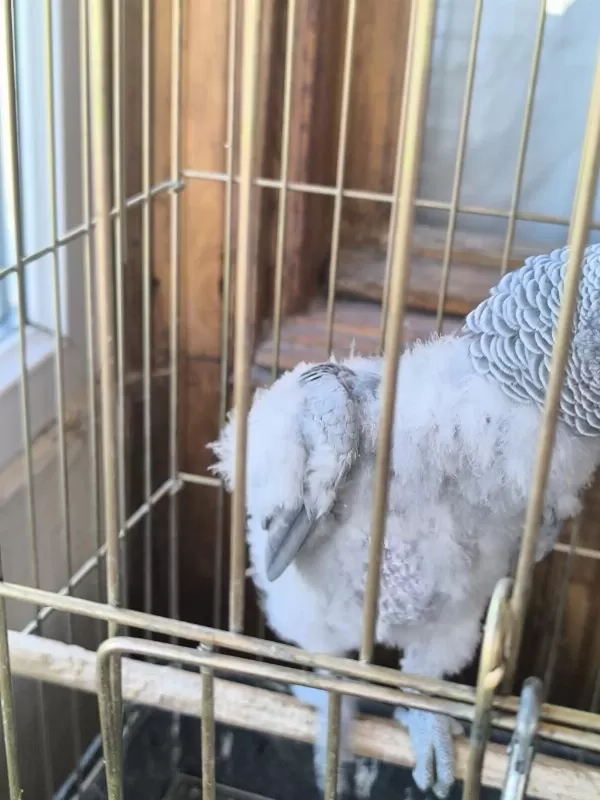 Evcil Konuşan Jako Stres Geçirmiştir