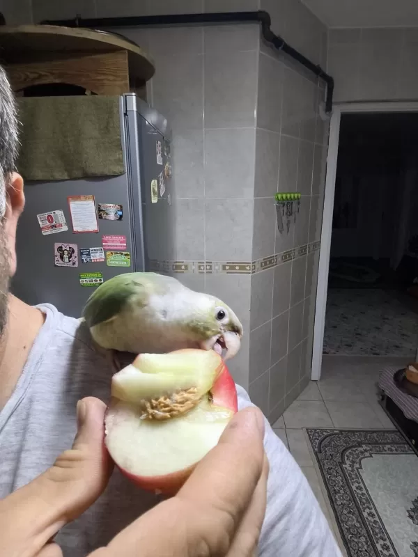 Konur Papağanı 8 Aylık
