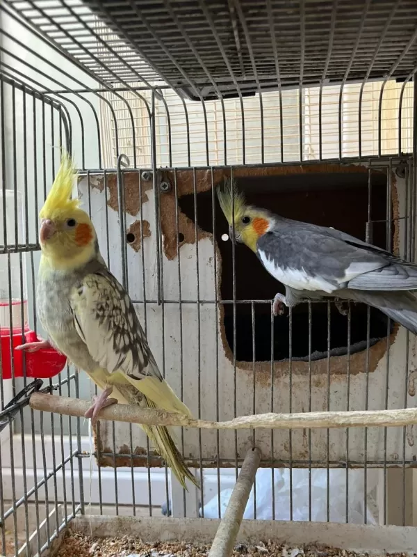 Grey Pied Sultan Papağanı Takım