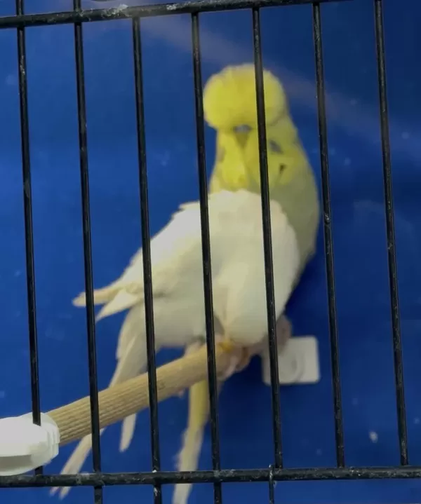 Üst Vasif Gri Sari Yüz Sp Şhow Jumbo Erkek Kuşumuz