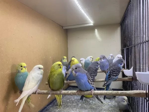 Muhabbet Kuşu Antalya Adrese Teslim